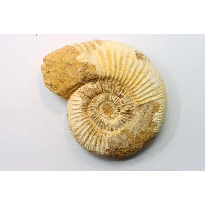 Microconque- 12 cm - KRANAOSPHINCTES (PACHYPLANULITES) RABEI - oxfordien - Madagascar