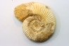 Microconque- 12 cm - KRANAOSPHINCTES (PACHYPLANULITES) RABEI - oxfordien - Madagascar
