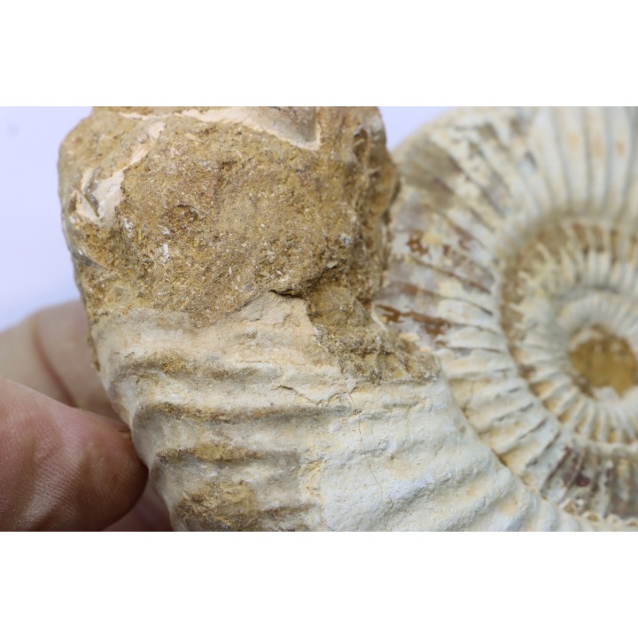 Microconque- 12 cm - KRANAOSPHINCTES (PACHYPLANULITES) RABEI - oxfordien - Madagascar