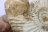 Microconque- 12 cm - KRANAOSPHINCTES (PACHYPLANULITES) RABEI - oxfordien - Madagascar