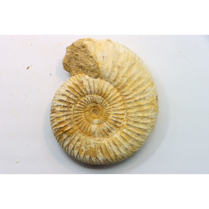 KRANAOSPHINCTES (PACHYPLANULITES) RABEI