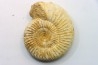 KRANAOSPHINCTES (PACHYPLANULITES) RABEI