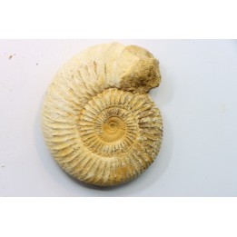 Microconque - 7.5 cm - KRANAOSPHINCTES (PACHYPLANULITES) RABEI - oxfordien - Madagascar