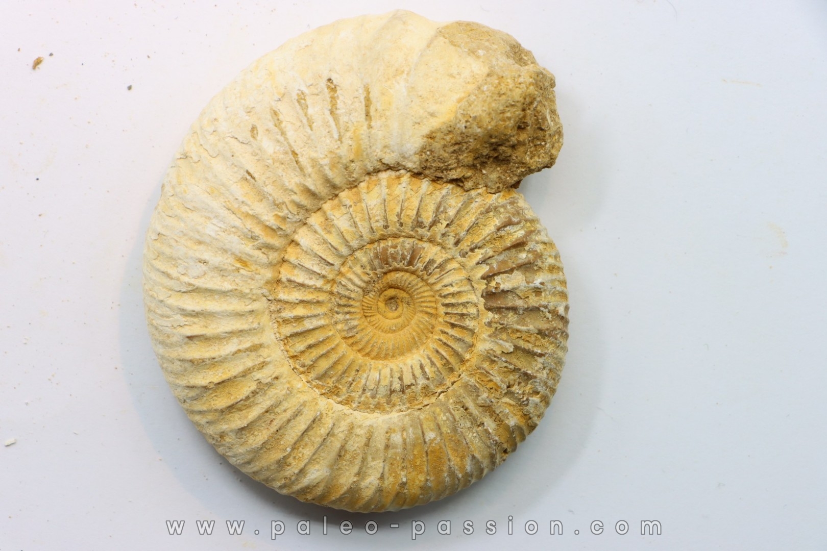 KRANAOSPHINCTES (PACHYPLANULITES) RABEI