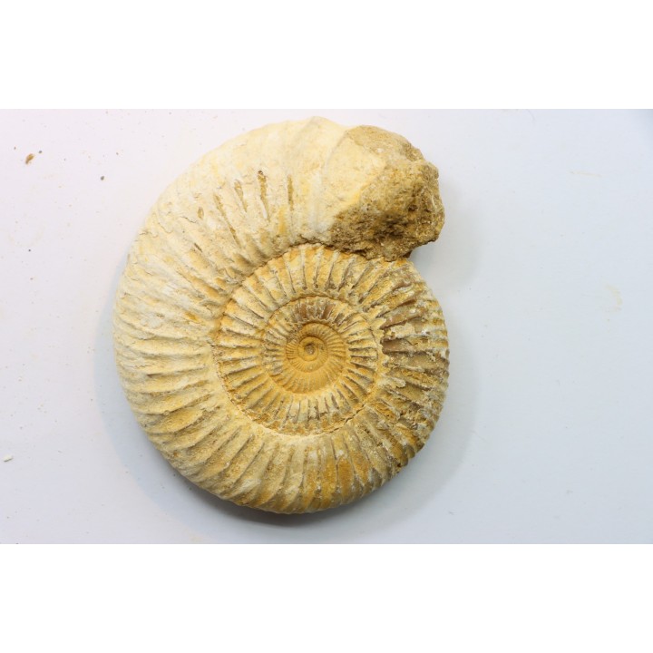 KRANAOSPHINCTES (PACHYPLANULITES) RABEI
