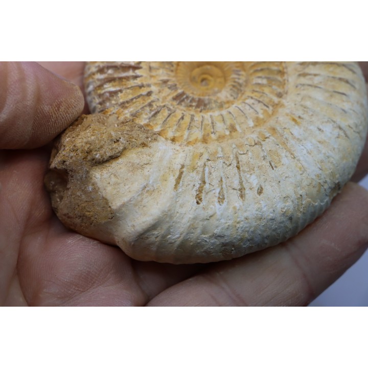 Microconque - 7.5 cm - KRANAOSPHINCTES (PACHYPLANULITES) RABEI - oxfordien - Madagascar