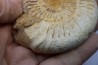 KRANAOSPHINCTES (PACHYPLANULITES) RABEI