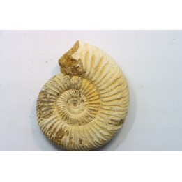 Microconque - 8 cm - KRANAOSPHINCTES (PACHYPLANULITES) RABEI - oxfordien - Madagascar
