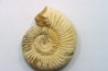 KRANAOSPHINCTES (PACHYPLANULITES) RABEI