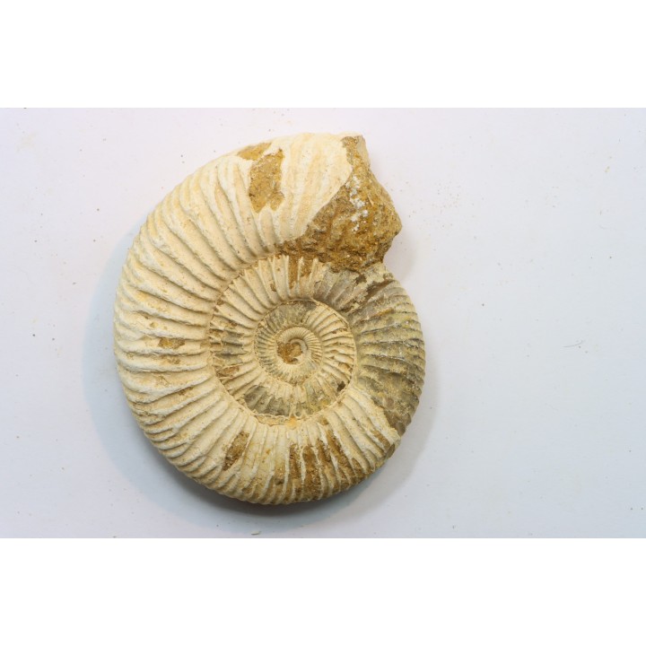 Microconque - 8 cm - KRANAOSPHINCTES (PACHYPLANULITES) RABEI - oxfordien - Madagascar