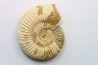 Microconque - 8 cm - KRANAOSPHINCTES (PACHYPLANULITES) RABEI - oxfordien - Madagascar