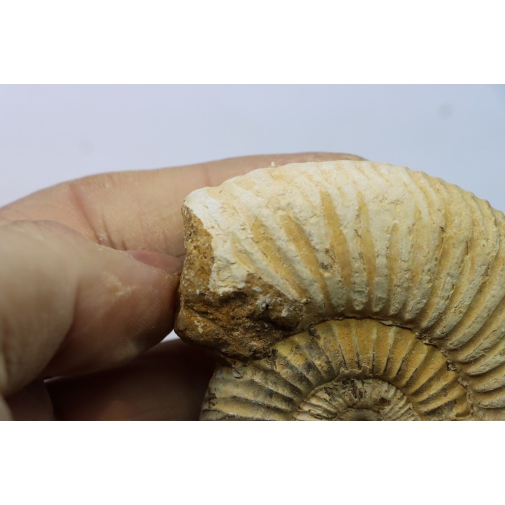 KRANAOSPHINCTES (PACHYPLANULITES) RABEI