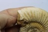 KRANAOSPHINCTES (PACHYPLANULITES) RABEI