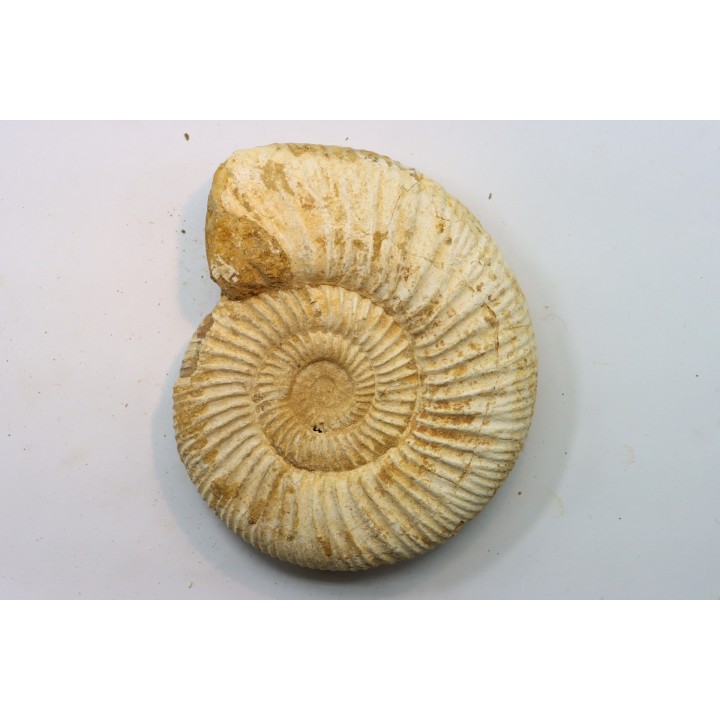 Microconque - 11.5 cm - KRANAOSPHINCTES (PACHYPLANULITES) RABEI - oxfordien - Madagascar