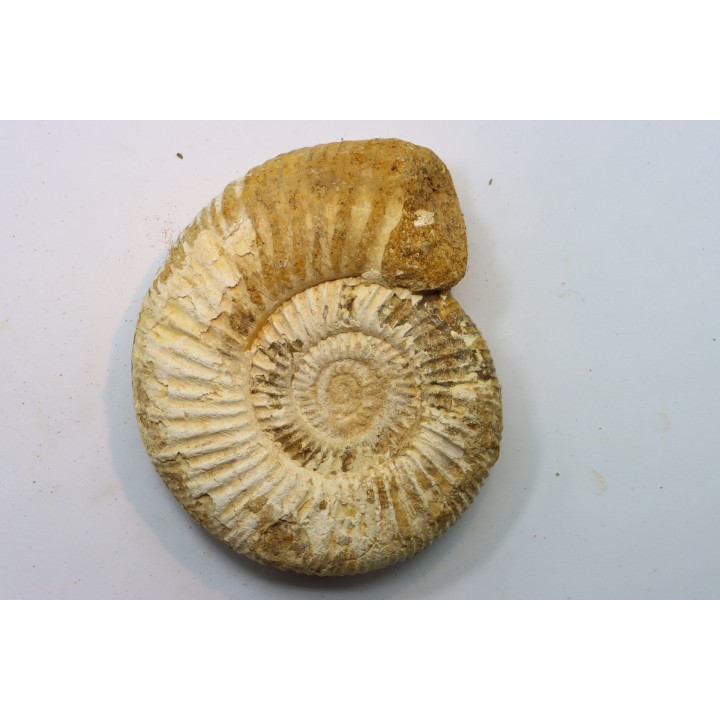 KRANAOSPHINCTES (PACHYPLANULITES) RABEI