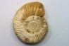 KRANAOSPHINCTES (PACHYPLANULITES) RABEI