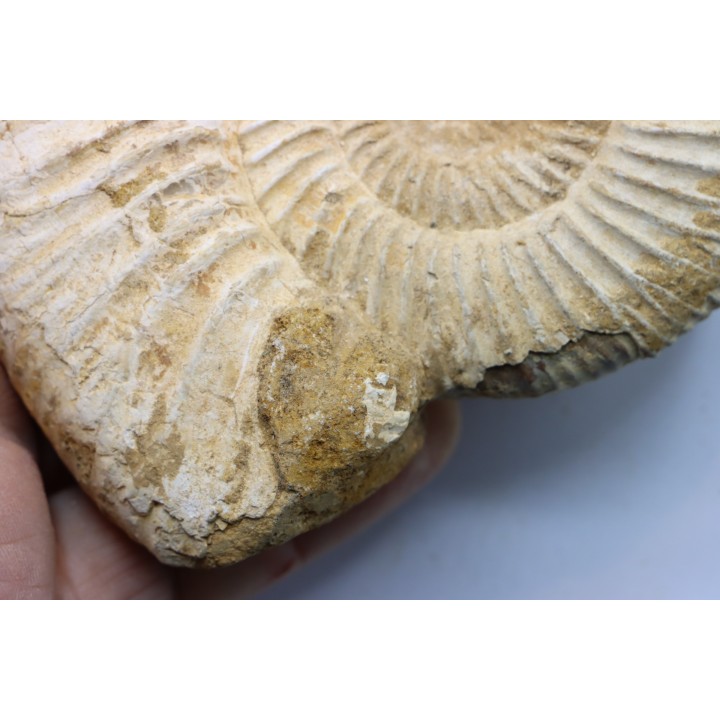 Microconque - 11.5 cm - KRANAOSPHINCTES (PACHYPLANULITES) RABEI - oxfordien - Madagascar