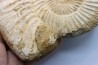 KRANAOSPHINCTES (PACHYPLANULITES) RABEI