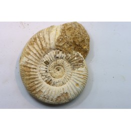 Microconque - 9 cm - KRANAOSPHINCTES (PACHYPLANULITES) RABEI - oxfordien - Madagascar