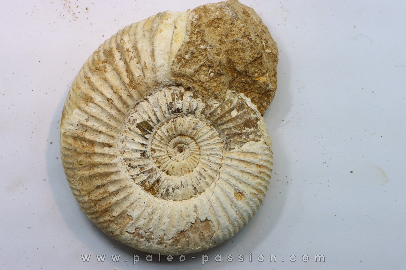 Microconque - 9 cm - KRANAOSPHINCTES (PACHYPLANULITES) RABEI - oxfordien - Madagascar
