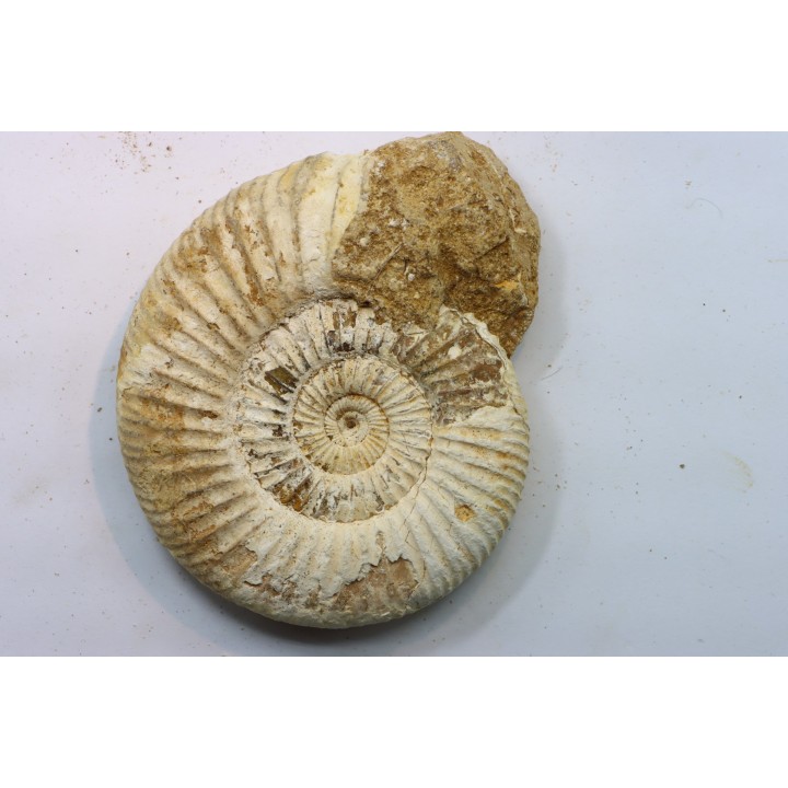 Microconque - 9 cm - KRANAOSPHINCTES (PACHYPLANULITES) RABEI - oxfordien - Madagascar