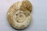 Microconque - 9 cm - KRANAOSPHINCTES (PACHYPLANULITES) RABEI - oxfordien - Madagascar