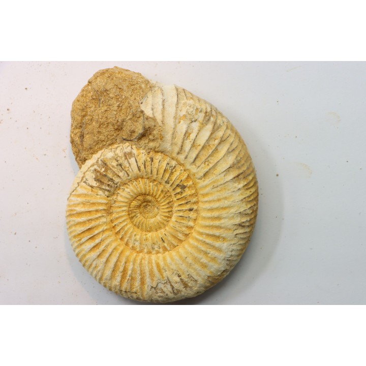 KRANAOSPHINCTES (PACHYPLANULITES) RABEI