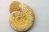 Microconque - 9 cm - KRANAOSPHINCTES (PACHYPLANULITES) RABEI - oxfordien - Madagascar