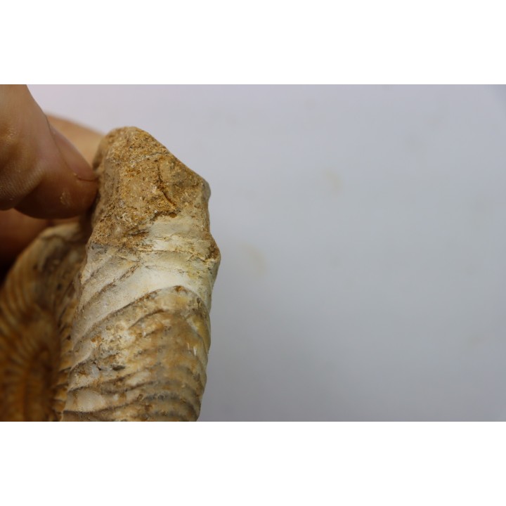 KRANAOSPHINCTES (PACHYPLANULITES) RABEI