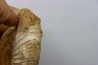 Microconque - 9 cm - KRANAOSPHINCTES (PACHYPLANULITES) RABEI - oxfordien - Madagascar