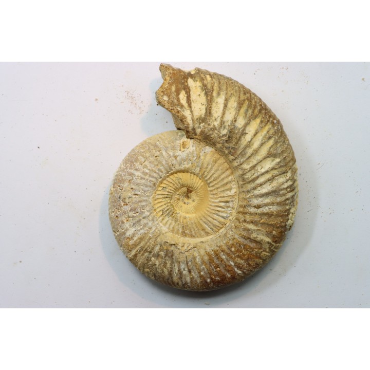 KRANAOSPHINCTES (PACHYPLANULITES) RABEI