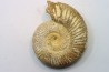 Microconque - 10 cm - KRANAOSPHINCTES (PACHYPLANULITES) RABEI - oxfordien - Madagascar