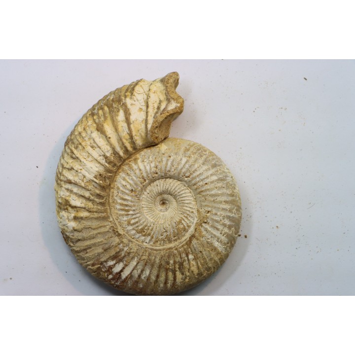 Microconque - 10 cm - KRANAOSPHINCTES (PACHYPLANULITES) RABEI - oxfordien - Madagascar