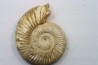 Microconque - 10 cm - KRANAOSPHINCTES (PACHYPLANULITES) RABEI - oxfordien - Madagascar
