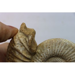 KRANAOSPHINCTES (PACHYPLANULITES) RABEI