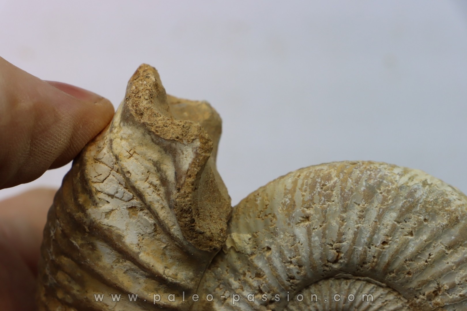 Microconque - 10 cm - KRANAOSPHINCTES (PACHYPLANULITES) RABEI - oxfordien - Madagascar