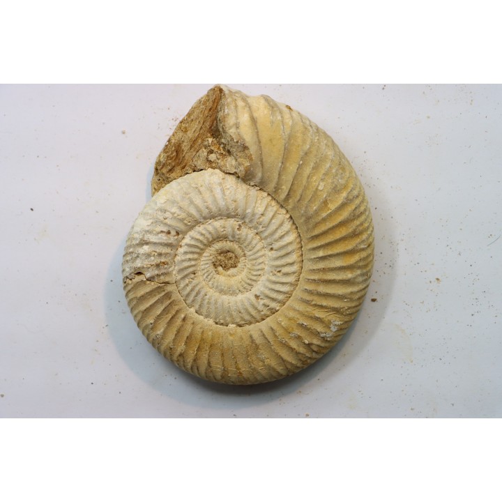 KRANAOSPHINCTES (PACHYPLANULITES) RABEI
