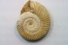 Microconque - 8 cm - KRANAOSPHINCTES (PACHYPLANULITES) RABEI - oxfordien - Madagascar