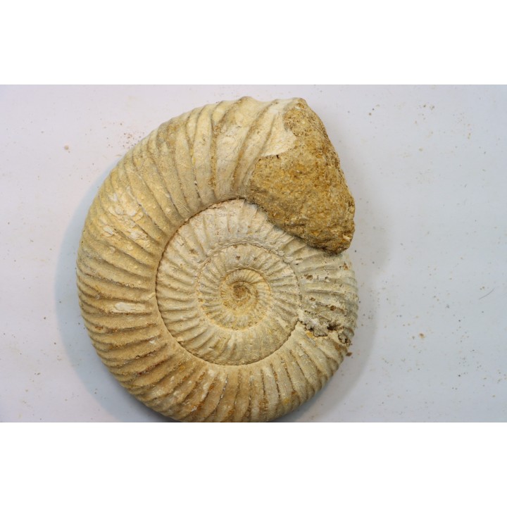 Microconque - 8 cm - KRANAOSPHINCTES (PACHYPLANULITES) RABEI - oxfordien - Madagascar