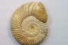 KRANAOSPHINCTES (PACHYPLANULITES) RABEI