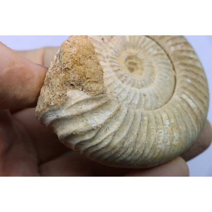 KRANAOSPHINCTES (PACHYPLANULITES) RABEI