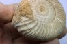 Microconque - 8 cm - KRANAOSPHINCTES (PACHYPLANULITES) RABEI - oxfordien - Madagascar