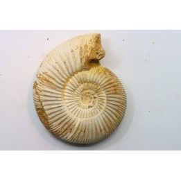 Microconque - 11 cm - KRANAOSPHINCTES (PACHYPLANULITES) RABEI - oxfordien - Madagascar