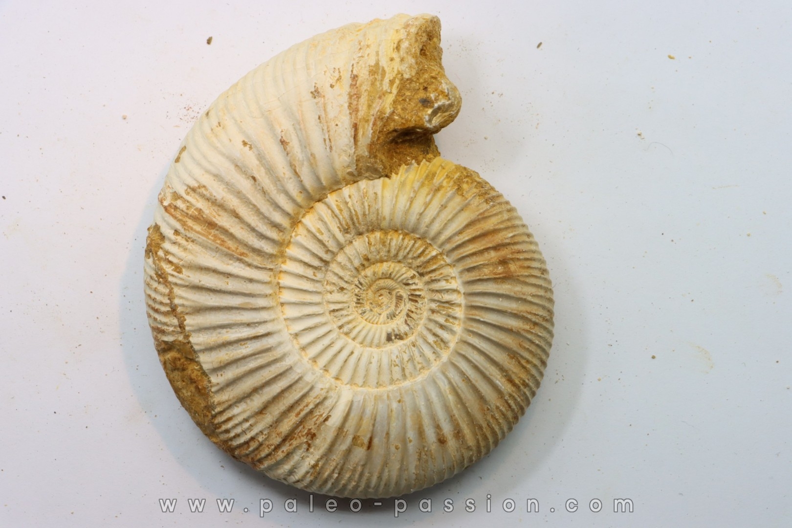 Microconque - 11 cm - KRANAOSPHINCTES (PACHYPLANULITES) RABEI - oxfordien - Madagascar
