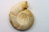 Microconque - 11 cm - KRANAOSPHINCTES (PACHYPLANULITES) RABEI - oxfordien - Madagascar
