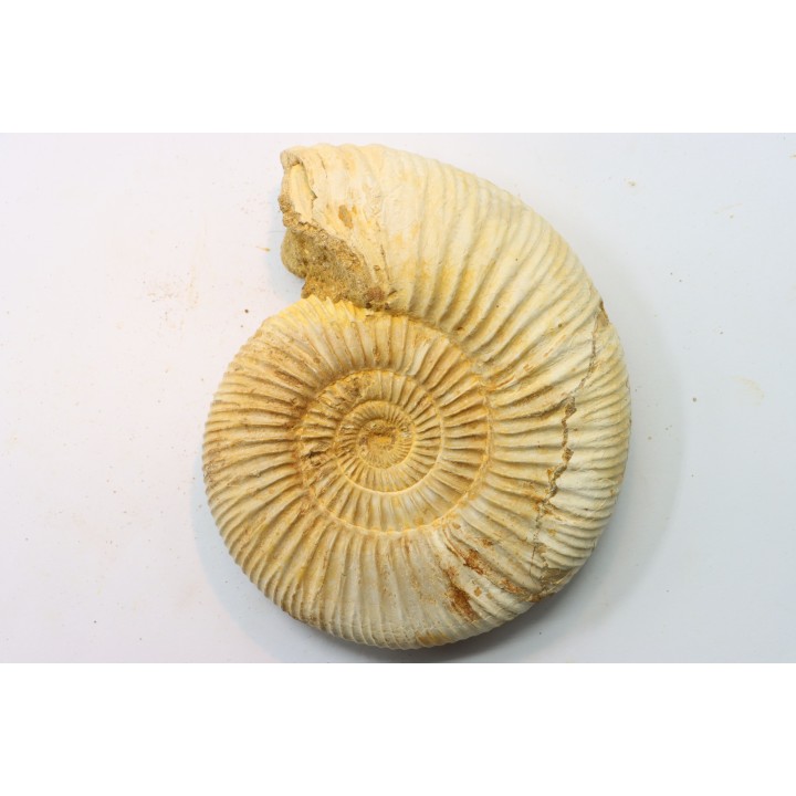 Microconque - 11 cm - KRANAOSPHINCTES (PACHYPLANULITES) RABEI - oxfordien - Madagascar