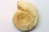 KRANAOSPHINCTES (PACHYPLANULITES) RABEI