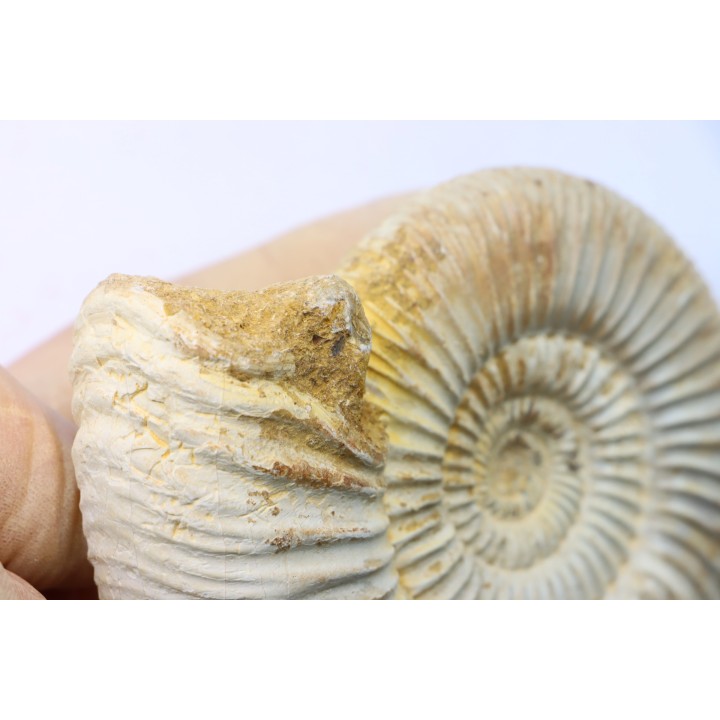 KRANAOSPHINCTES (PACHYPLANULITES) RABEI