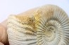 Microconque - 11 cm - KRANAOSPHINCTES (PACHYPLANULITES) RABEI - oxfordien - Madagascar