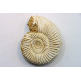 KRANAOSPHINCTES (PACHYPLANULITES) RABEI